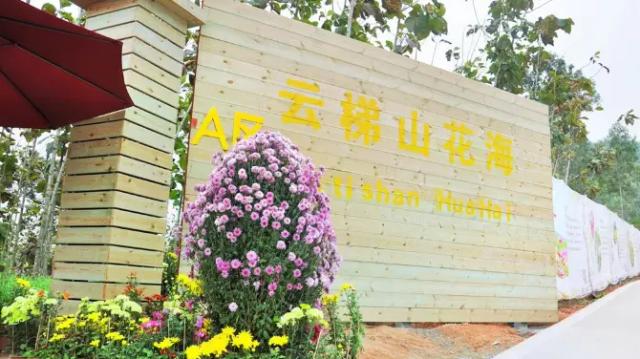 Yunti Mountain Flower Sea