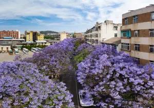 Jacaranda Theme Park