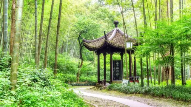 A Bamboo-Lined Path Yunqi