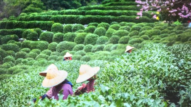 Longjing Tea Culture Village