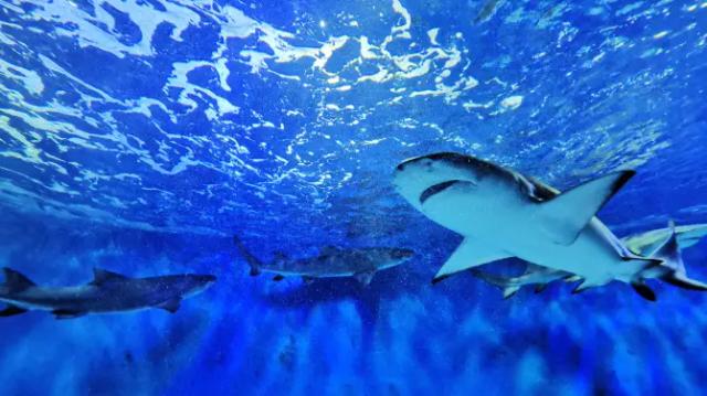 Pacific Ocean Underwater World Exhibition