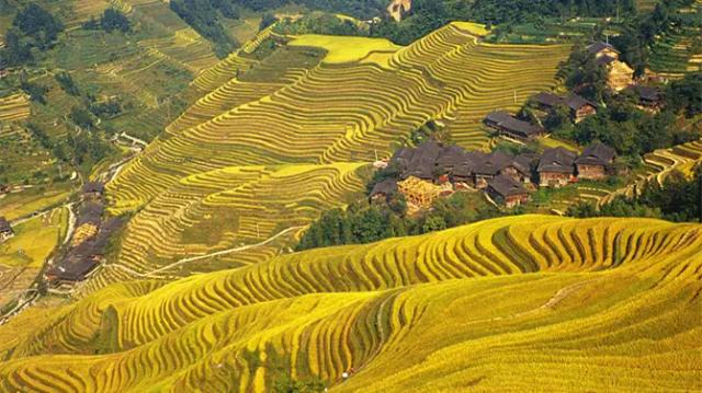 Longji Terraces