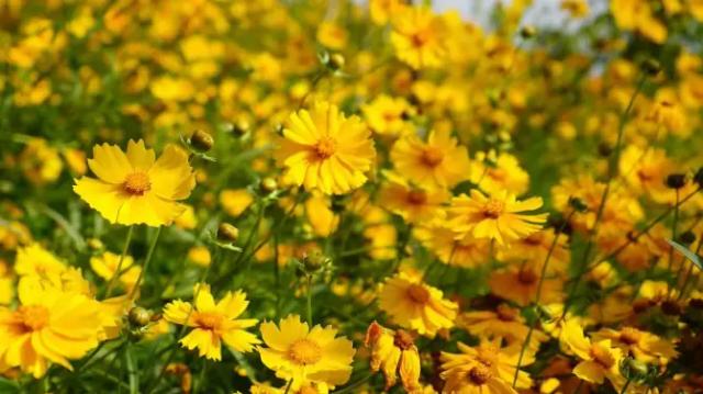 Weiran Flower Field