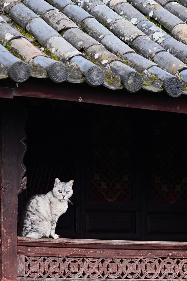 Chao JiangChun (YangGuang)