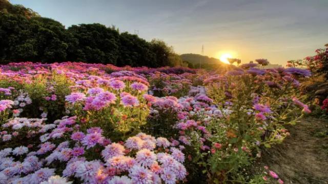 Quanzhou Fresh Flower Harbor