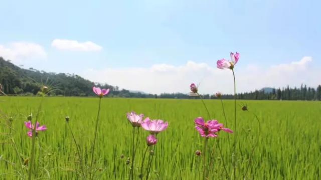 10-Mile Lotus Pond