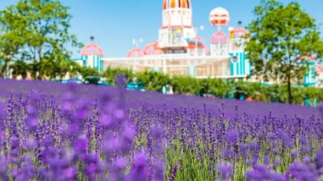 Shanghai Lavender Park