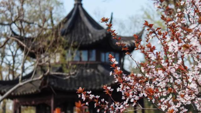 Humble Administrator's Garden (Zhuozheng Garden)