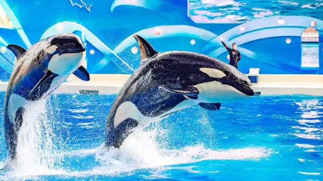 Killer Whale Science Popularization