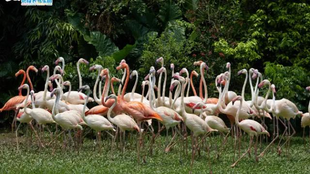 Chimelong Birds Park