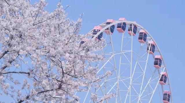 The East Lake Eye Ferris Wheel