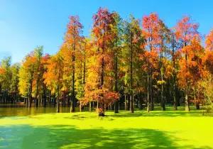 Qingshanhu Water Forest Country Park