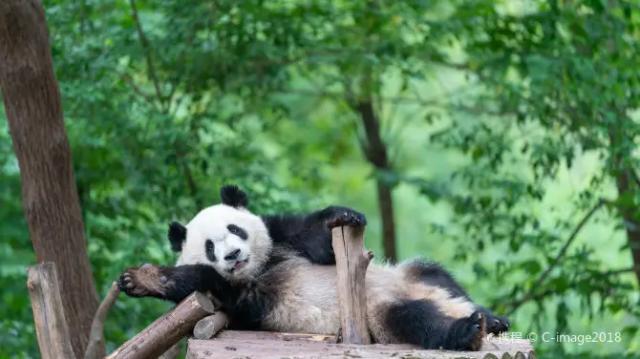 Chengdu Research Base of Giant Panda Breeding