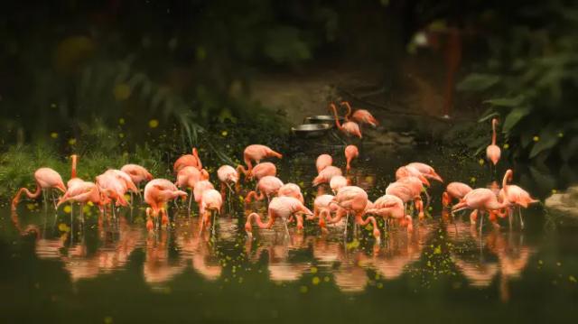 Guangzhou Zoological Garden