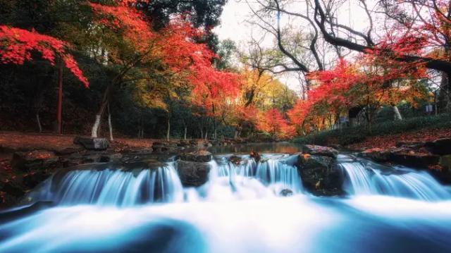 Nine Creeks in the Misty Forest