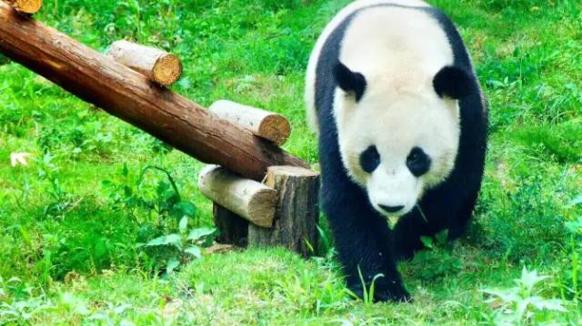 Nanjing Hongshan Forest Zoo