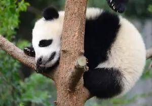 Panda Scientific Discovery Center