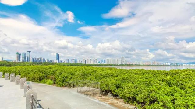 Futian Mangrove Nature Reserve