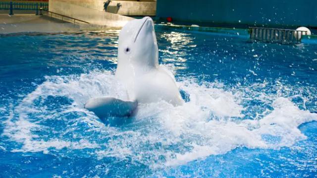 Ocean Aquarium of Penglai