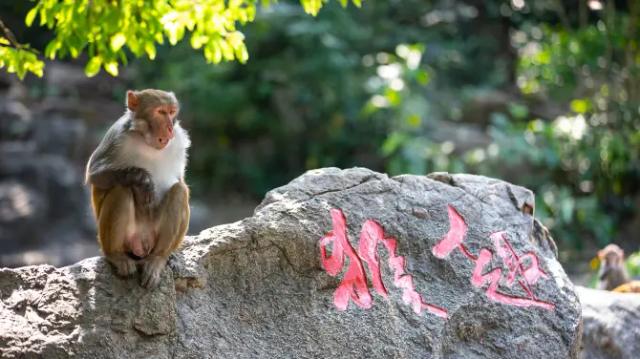 Nanwan Monkey Islet